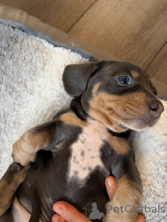 Foto №1. mischlingshund - zum Verkauf in der Stadt Adelaide | 872€ | Ankündigung № 161561