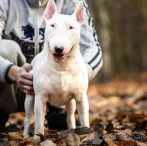 Foto №3. Lauras Dream FCI Miniatur-Bullterrier. Polen