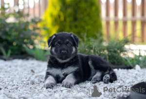 Foto №2 zu Ankündigung № 105669 zu verkaufen osteuropäischer schäferhund - einkaufen Russische Föderation züchter