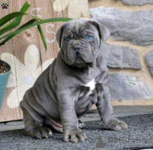 Foto №1. cane corso italiano - zum Verkauf in der Stadt Victoria | verhandelt | Ankündigung № 75136