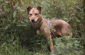 Foto №2 zu Ankündigung № 25774 zu verkaufen mischlingshund - einkaufen Russische Föderation quotient 	ankündigung