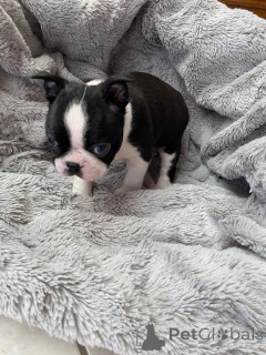 Foto №2 zu Ankündigung № 177753 zu verkaufen boston terrier - einkaufen Niederlande quotient 	ankündigung