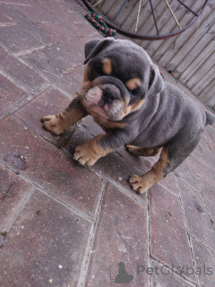 Foto №4. Ich werde verkaufen englische bulldogge in der Stadt Buion. quotient 	ankündigung - preis - verhandelt