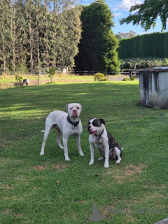 Foto №4. Ich werde verkaufen american bulldog in der Stadt Innsbruck. züchter - preis - 400€