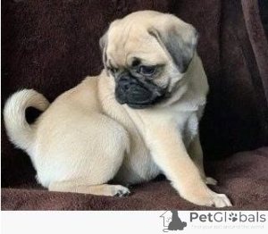 Foto №1. mops - zum Verkauf in der Stadt Goslar | 450€ | Ankündigung № 169477