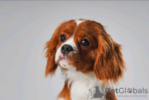 Foto №1. mischlingshund - zum Verkauf in der Stadt Minsk | 473€ | Ankündigung № 92167