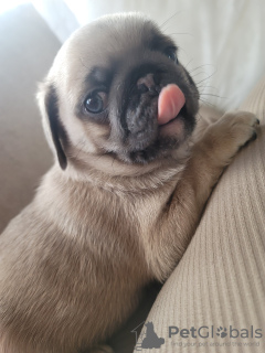 Foto №4. Ich werde verkaufen mops in der Stadt Viernheim. quotient 	ankündigung - preis - 350€