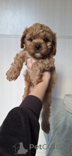 Foto №3. Julia Kozhukhar. Weißrussland