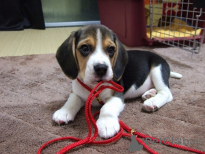 Foto №1. beagle - zum Verkauf in der Stadt Валлетта | 400€ | Ankündigung № 58300