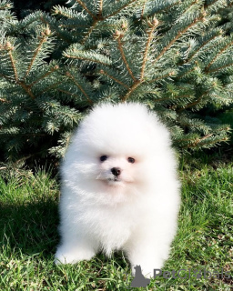 Zusätzliche Fotos: Schpomerenki Pomeranian Spitz