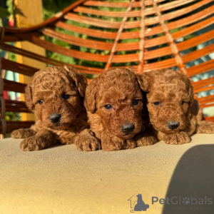 Foto №1. pudel (toy) - zum Verkauf in der Stadt München | verhandelt | Ankündigung № 155637