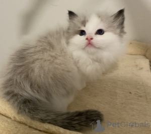 Foto №1. ragdoll-katze - zum Verkauf in der Stadt Whanganui | 300€ | Ankündigung № 151111