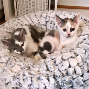 Foto №4. Ich werde verkaufen german rex in der Stadt Berlin. quotient 	ankündigung, züchter - preis - 500€