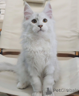Foto №4. Ich werde verkaufen maine-coon-katze in der Stadt Karlovy variiert. züchter - preis - verhandelt