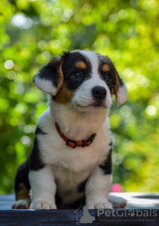 Zusätzliche Fotos: Süße Cardigan Welsh Corgi Welpen aus Ungarn kennel@cardibakery.hu