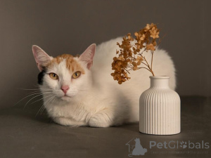 Foto №3. Die liebevolle und sanfte Katze Snowflake sucht ein Zuhause. Russische Föderation