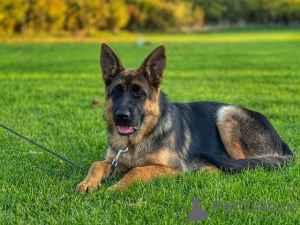 Foto №1. deutscher schäferhund - zum Verkauf in der Stadt Нови Сад | 600€ | Ankündigung № 121941