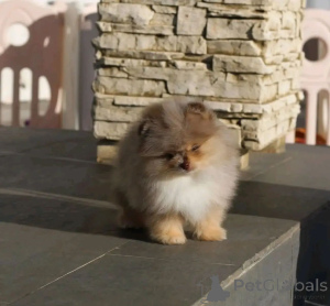 Foto №4. Ich werde verkaufen pommersche spitz in der Stadt Terneuzen. züchter - preis - verhandelt