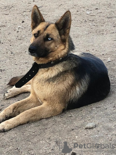 Foto №2 zu Ankündigung № 111014 zu verkaufen mischlingshund - einkaufen Russische Föderation aus dem tierheim