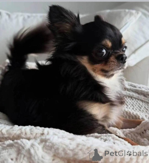 Foto №3. Hallo allerseits, ich greife mit schwerem Herzen aus. Meine Schwester ist. USA