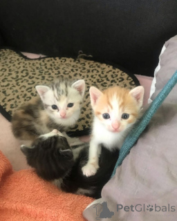 Foto №1. maine-coon-katze - zum Verkauf in der Stadt Grönitz | 350€ | Ankündigung № 148352