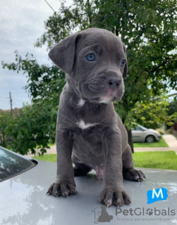 Foto №2 zu Ankündigung № 63552 zu verkaufen american pit bull terrier - einkaufen Serbien quotient 	ankündigung