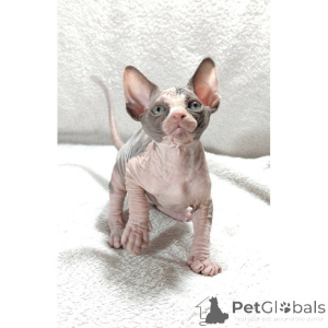 Foto №1. sphynx cat - zum Verkauf in der Stadt Glasgow | 350€ | Ankündigung № 174394