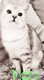 Foto №2 zu Ankündigung № 90654 zu verkaufen britisch kurzhaar - einkaufen Russische Föderation quotient 	ankündigung