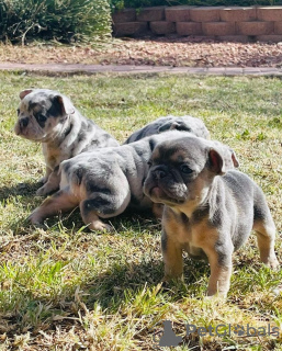 Foto №1. französische bulldogge - zum Verkauf in der Stadt Naantali | Frei | Ankündigung № 127888