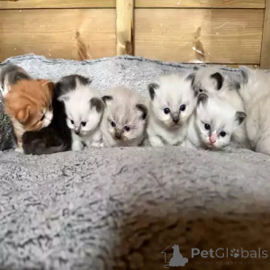 Foto №1. ragdoll-katze - zum Verkauf in der Stadt Dußlingen | 368€ | Ankündigung № 167251