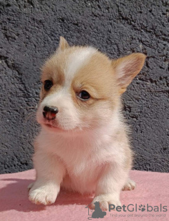 Foto №3. Pembroke Welsh Corgi Welpen. Serbien