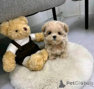 Foto №3. Maltipoo Welpen zur Adoption und Rehoming zur Verfügung. USA