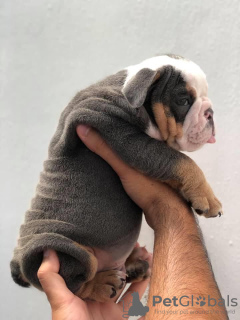 Foto №2 zu Ankündigung № 120690 zu verkaufen englische bulldogge - einkaufen Belgien quotient 	ankündigung, züchter