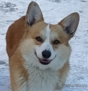 Foto №3. Entzückende Babys Welsh Corgi Pembroke. Weißrussland