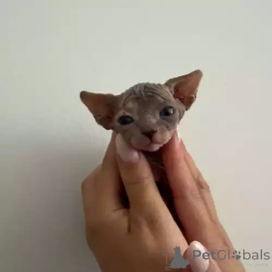 Foto №2 zu Ankündigung № 167259 zu verkaufen don sphynx - einkaufen Deutschland quotient 	ankündigung