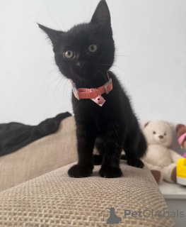 Foto №1. bombay-katze - zum Verkauf in der Stadt Cottbus | 350€ | Ankündigung № 169544