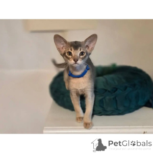 Foto №1. abessinierkatze - zum Verkauf in der Stadt Aberdeen | 350€ | Ankündigung № 174376