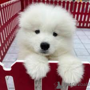 Foto №3. Samoyed Welpen. Großbritannien