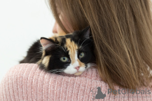 Foto №3. Tricolor Katze Zhadi in guten Händen. Russische Föderation