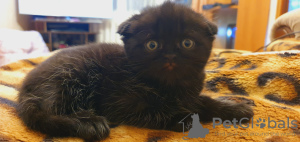 Zusätzliche Fotos: Scottish Fold Kätzchen zu verkaufen
