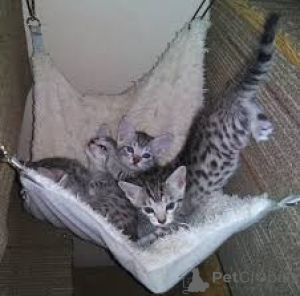 Foto №1. ägyptische mau - zum Verkauf in der Stadt Marseille | 500€ | Ankündigung № 165930