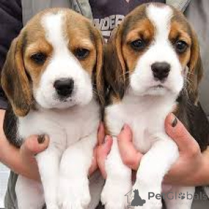 Foto №2 zu Ankündigung № 160947 zu verkaufen beagle - einkaufen Frankreich quotient 	ankündigung, züchter