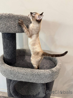 Foto №2 zu Ankündigung № 152538 zu verkaufen bengal katzenrasse - einkaufen Deutschland quotient 	ankündigung