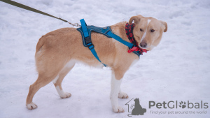 Zusätzliche Fotos: Der Hund ist in guten Händen