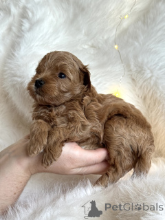 Foto №1. maltipu - zum Verkauf in der Stadt Sotschi | 647€ | Ankündigung № 161955