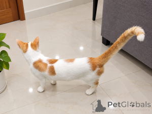 Foto №1. schottische faltohrkatze - zum Verkauf in der Stadt Agia Marina | 300€ | Ankündigung № 176119