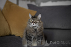 Foto №2 zu Ankündigung № 139038 zu verkaufen  - einkaufen Russische Föderation 