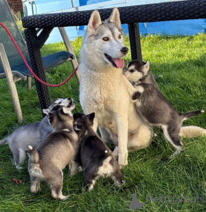 Foto №1. siberian husky - zum Verkauf in der Stadt Antwerpen | 250€ | Ankündigung № 161431