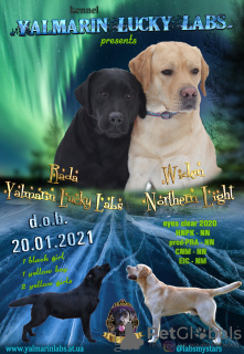 Foto №3. Devchuli-krasotuli der Labrador-Rasse. Ukraine