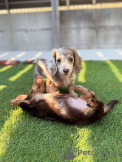 Foto №2 zu Ankündigung № 164019 zu verkaufen dackel - einkaufen Finnland quotient 	ankündigung, aus dem tierheim